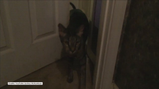 Kot sam otwiera sobie drzwi.