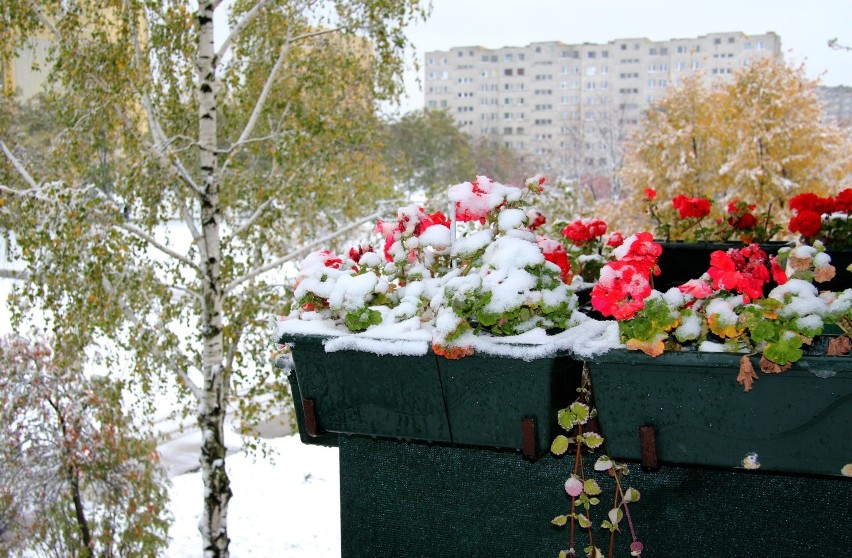 Zima w Radomskiem w obiektywie Czytelników (zdjęcia)