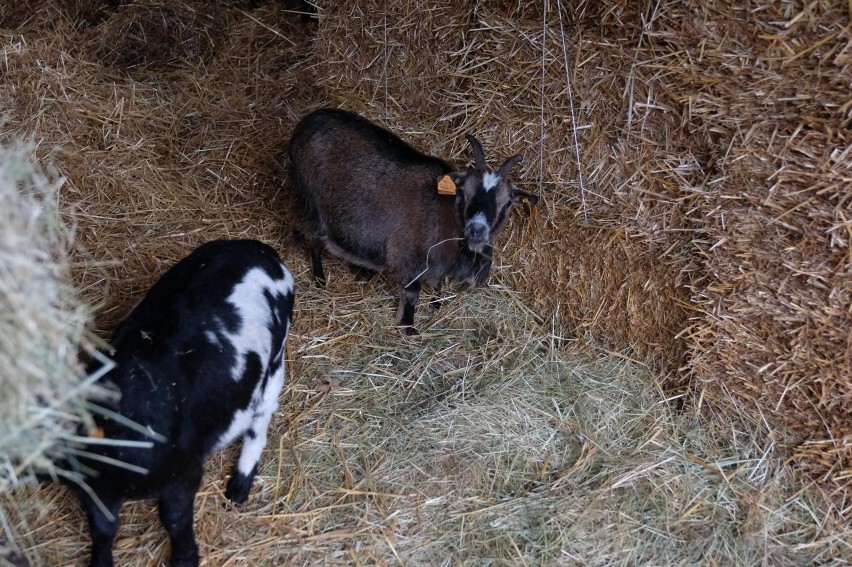 Wigilijna opowieść z chorzowskiego zoo - co mówią...