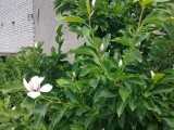 Magnolia zakwitła po raz drugi w Paterku  