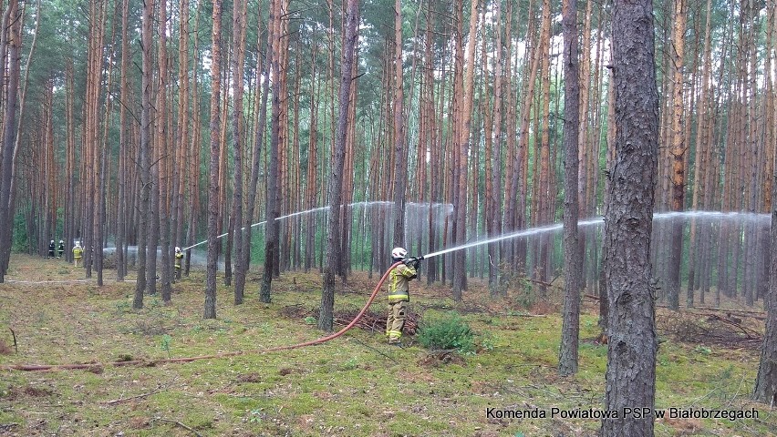 W gminie Wyśmierzyce strażacy z dwóch gmin powiatu białobrzeskiego ćwiczyli na wypadek pożaru lasu (ZDJĘCIA)