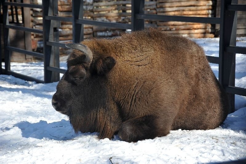 Akcent Zoo Białystok w remoncie (zdjęcia)