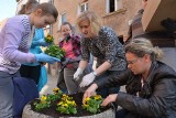 Uczniowie żagańskiej szkoły posadzili bratki w mieście [ZDJĘCIA]