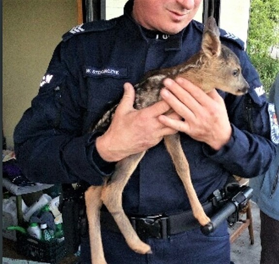 Mała sarenka na rękach policjanta. Dzięki szybkiej reakcji mieszkanki Chełmka oraz Policji, udało się uratować zwierzę.
