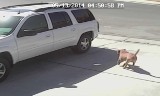 Bohaterski kot - rzucił się na agresywnego psa i uratował dziecko [FILM]