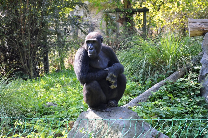 Goryle w opolskim zoo od niedawna mają plac zabaw na...