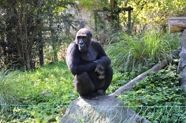 Goryle w opolskim zoo od niedawna mają plac zabaw na wybiegu.