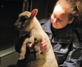 Owca błąkała się po Opolu. Policjanci zabrali ją do radiowozu i znaleźli właściciela