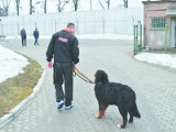 Psy i osadzeni razem. Pionierski pomysł w polskim więziennictwie.