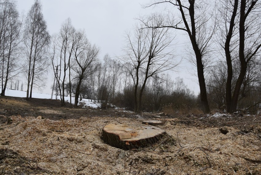 Oświęcim. Na Kamieńcu wycięto piękne drzewa. Tak powstaje Park Pojednania Narodów [ZDJĘCIA, WIZUALIZACJA]