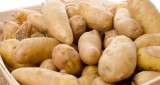 Dziewięć nowych ziemniaków, czyli popis polskich hodowców