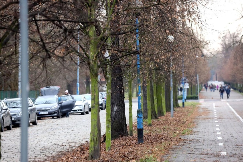 Drzewa w mieście są niezbędne. To ważne, aby nie były tego samego gatunku. To miks drzew w mieście najlepiej oczyszcza powietrze