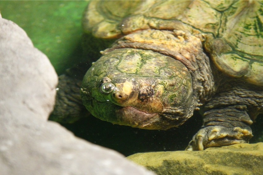 13.03.2013 poznan stare zoo zwierzeta zolw sepi fot....