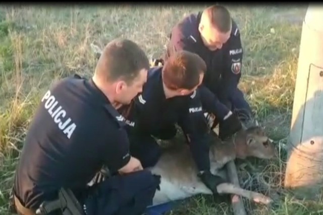 Policjanci z Grudziądza uwolnili daniela, który ugrzązł w siatce ogrodzeniowej.