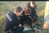 Policjanci z Grudziądza uratowali daniela. Zwierzę utkwiło w siatce ogrodzeniowej