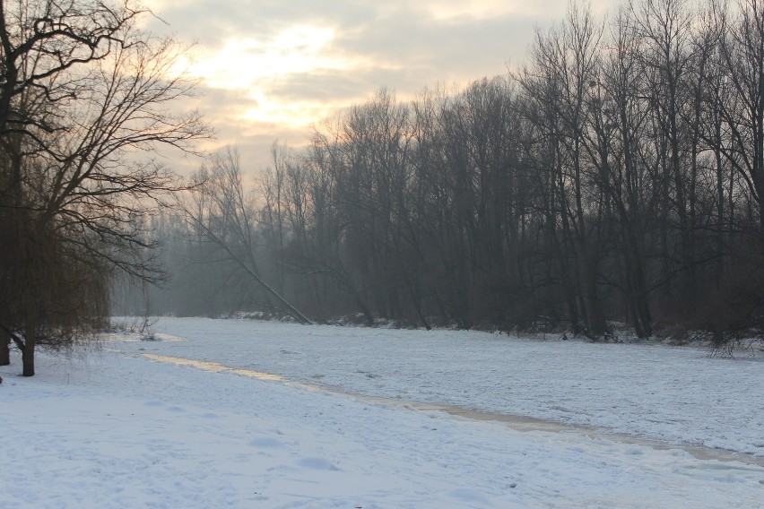 Oświęcim. Wszyscy martwili się o samotnego łabędzia, który siedział na Sole skutej lodem [ZDJĘCIA]