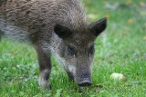 Po ostatnich ogniskach ASF, powracają żądania odstrzału dzików