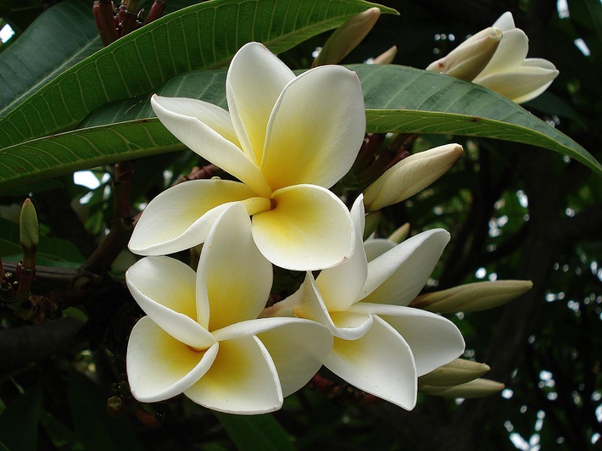 Plumeria biala...