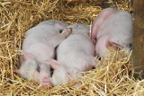 Hodowcy świń mogą dłużej (do 7 lutego) składać wnioski o pomoc z PROW