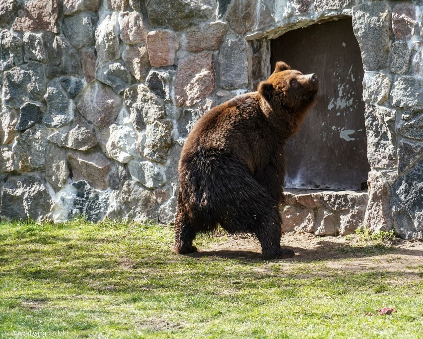 Nowe niedźwiedzie w Akcent ZOO białostockim ogrodzie zoologicznym