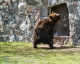 Nowi mieszkańcy w Akcent Zoo. To niedźwiedzie i ptaki. Jakie zwierzęta mieszkają w białostockim ogrodzie zoologicznym? Zobacz zdjęcia