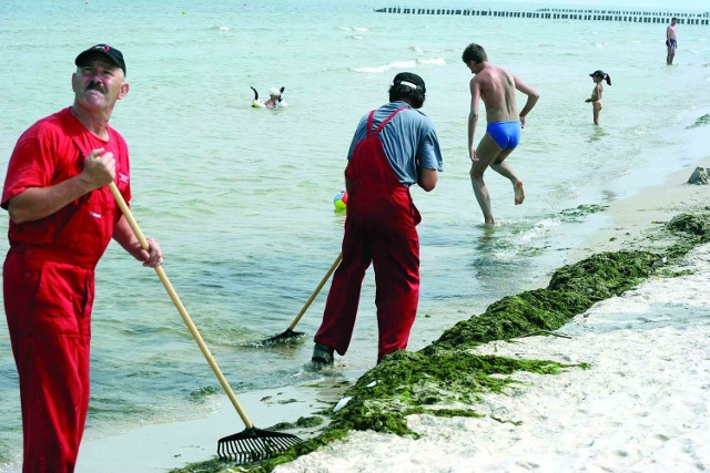 Służby miejskie na plaży w Ustce usuwają sinice wyrzucone przez morze na brzeg.