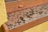 Mieszkańcy Niemodlina stawiają czoło pladze much, która uprzykrza im życie. "Nie możemy otworzyć nawet okna". Skąd wzięły się te owady?