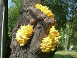 Niezwykłej urody grzyb wyrósł na drzewie za "Balladą" w Stalowej Woli 