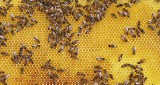 Jakość wosku wpływa na zdrowie pszczół. Będzie o tym mowa podczas XXX Forum Pszczelarzy w Minikowie 