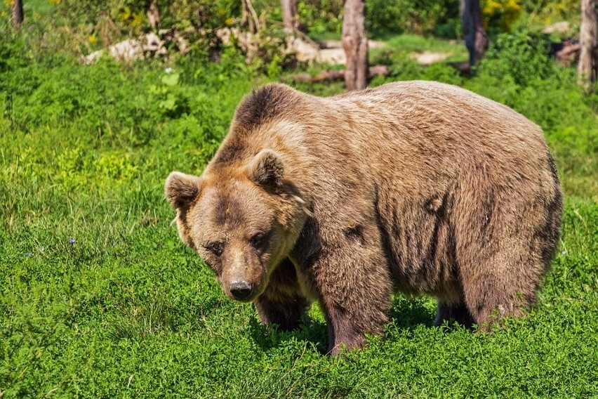Atak 30 wygłodniałych niedźwiedzi...
