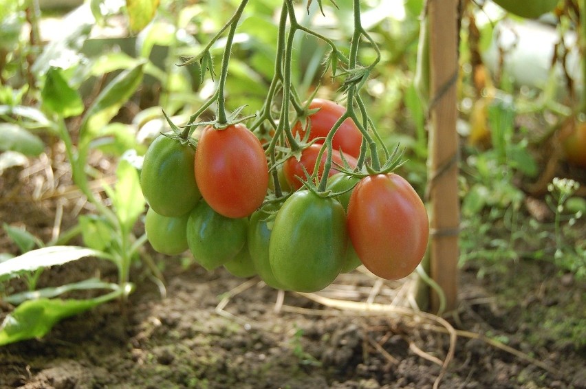 Nowy gatunek mątwika na pomidorze, ostrzega PIORiN