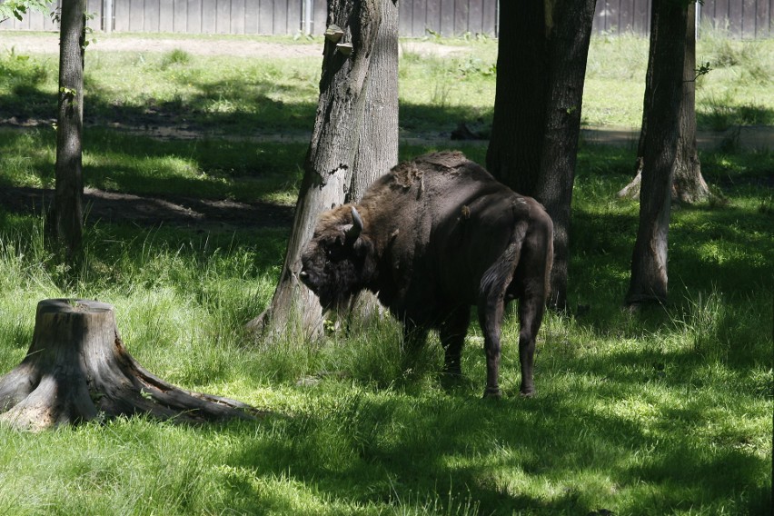 Białowieża. Żubr zaatakował 61-letniego turystę