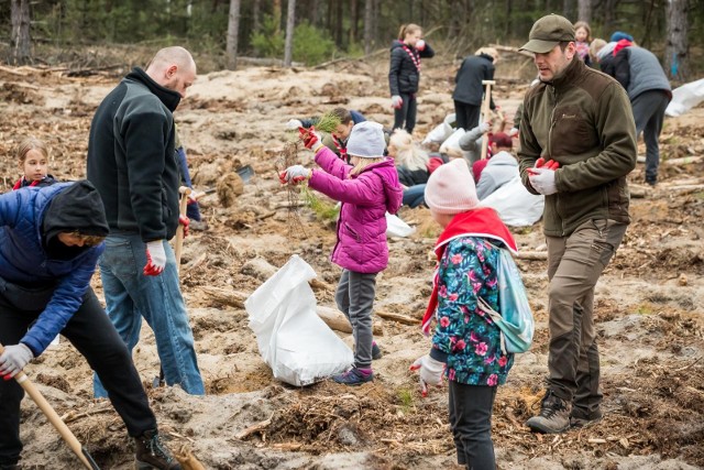 Apel leśników z Żołędowa o pomoc w sadzeniu drzewek w podbydgoskich lasach spotkał się z dużym odzewem. To była świetna okazja również dla najmłodszych mieszkańców Bydgoszczy i okolic, by wziąć udział w akcji