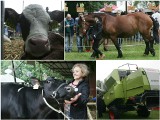 Zwierzęta hodowlane i maszyny rolnicze na wystawie w Piotrowicach 