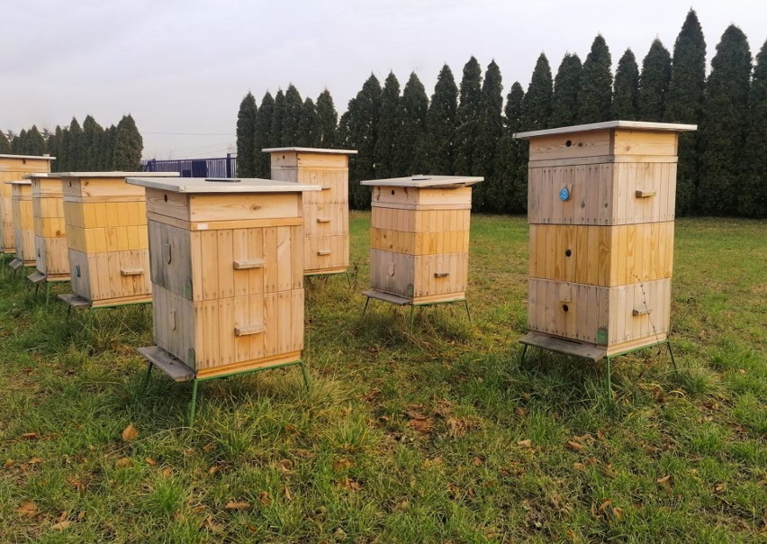 Pszczoły z firmowej pasieki Dafi w Kielcach przygotowane do zimowli. Utworzyły kłąb zimowy. Pozostają pod troskliwą opieką właścicieli 