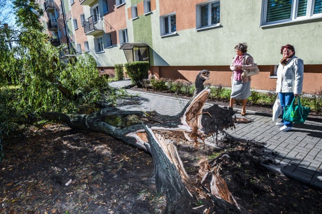 Powalone drzewo przy ulicy Szarych Szeregów w Bydgoszczy