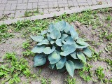 Funkie, czyli hosty to rośliny idealne do cienia , dobrze radzą sobie w suszy. Kalendarium ogrodnika 
