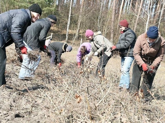 Na zdjęciu: pracownice Zakładu Usług Leśnych zbierają sadzonki dębu bezszypułkowego. 