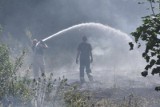 Pożar trawy w bydgoskim Mariampolu. Akcja strażaków