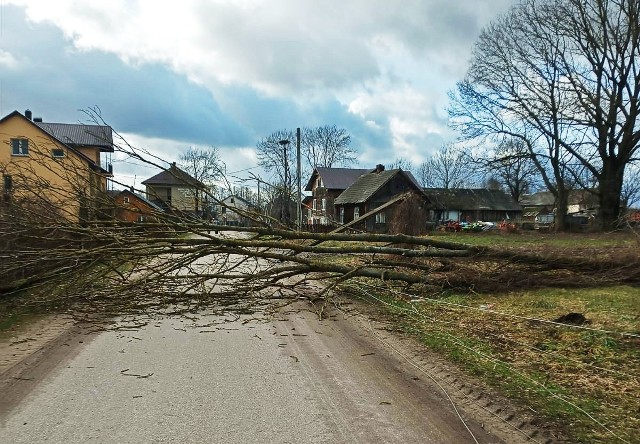 Strażacy z OSP Kobylin Borzymy w poniedziałek przed południem interweniowali we Wnorach Starych, gdzie drzewo spadło na drogę