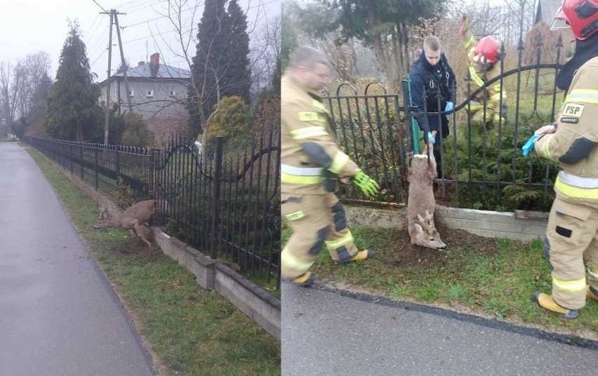 W Ropczycach młody jeleń utknął w ogrodzeniu. Ratowali go strażacy i policjanci [ZDJĘCIA]