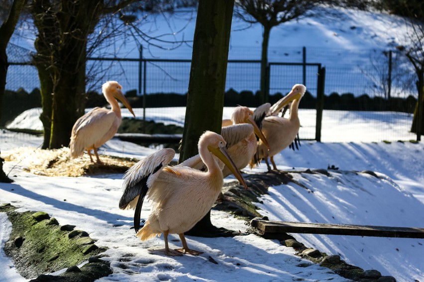 W krakowskim zoo już prawie wiosna