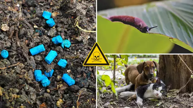 Niebieskie lub zielone granulki na ślimaki, które zawierają metaldehyd, są śmiertelnie niebezpieczne także dla psów, kotów oraz innych zwierząt domowych i dzikich.