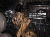 Inspektorzy Opolskiego Towarzystwa Opieki nad Zwierzętami odebrali zaniedbane psy z jednej z plebanii w powiecie brzeskim