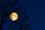 Dziś zobaczysz Księżyc Śmierci, czyli pełnię Robaczego Księżyca. Z jakiego powodu jest wyjątkowa i dlaczego nosi taką nazwę?       