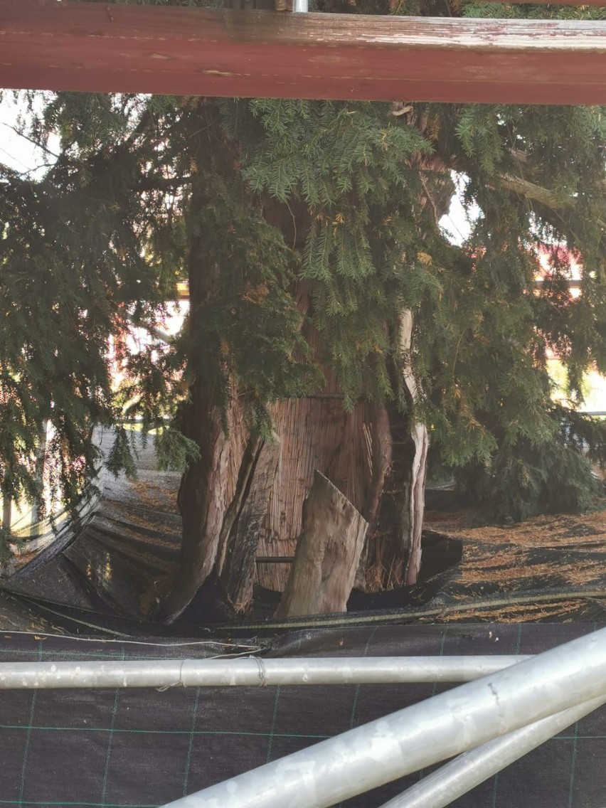 Najstarsze drzewo w Polsce rośnie na Dolnym Śląsku. Sprawdziliśmy w jakim jest stanie [ZDJĘCIA]