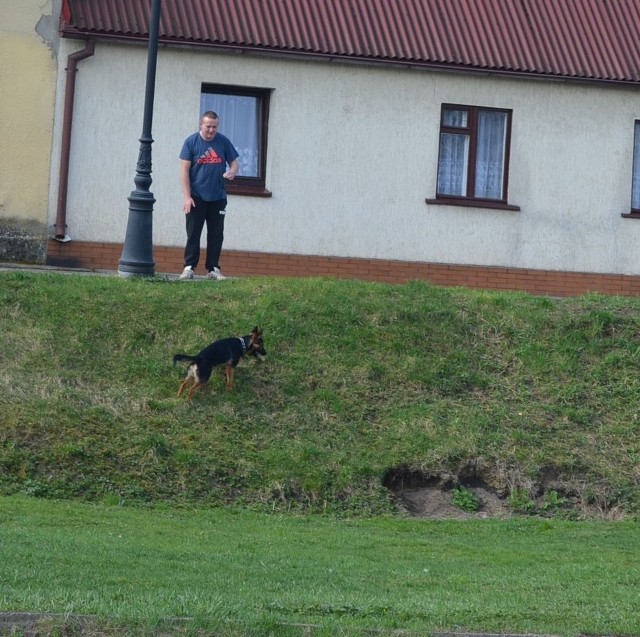 en piesek ma właściciela, pan uczy go posłuszeństwa i pewnie dba o niego. Nie każde zwierzę ma takie szczęście.