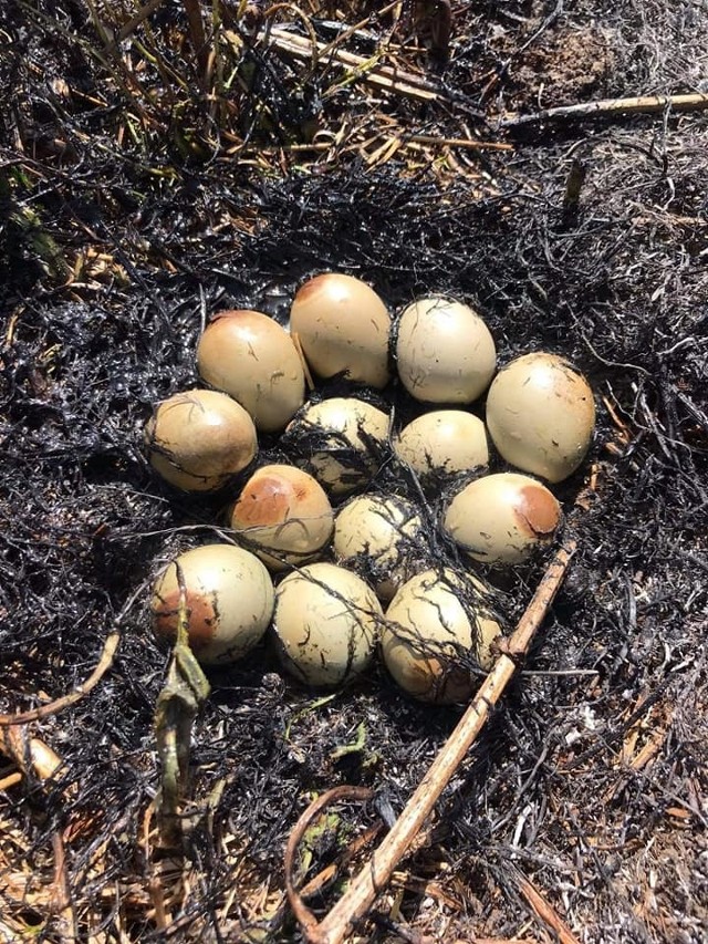 Pożar nieużytków w Ruszkowicach zniszczył bezpowrotnie ptasie gniazda z jajami.