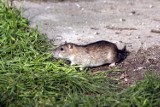 Plaga szczurów w Opolu? [wideo]