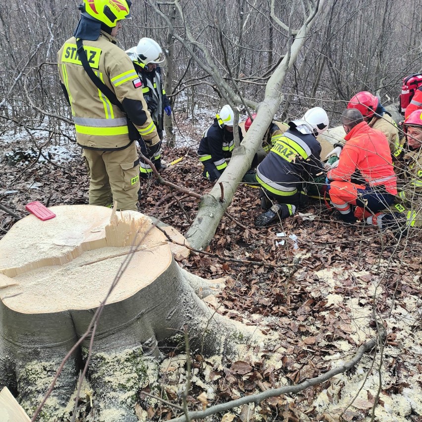 Wypadek w lesie w Jurkowicach. Drzewo przygniotło pilarza.